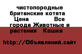 чистопородные британские котята › Цена ­ 10 000 - Все города Животные и растения » Кошки   